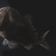 One specimen of the ultra-black fish species Anoplogaster cornuta.